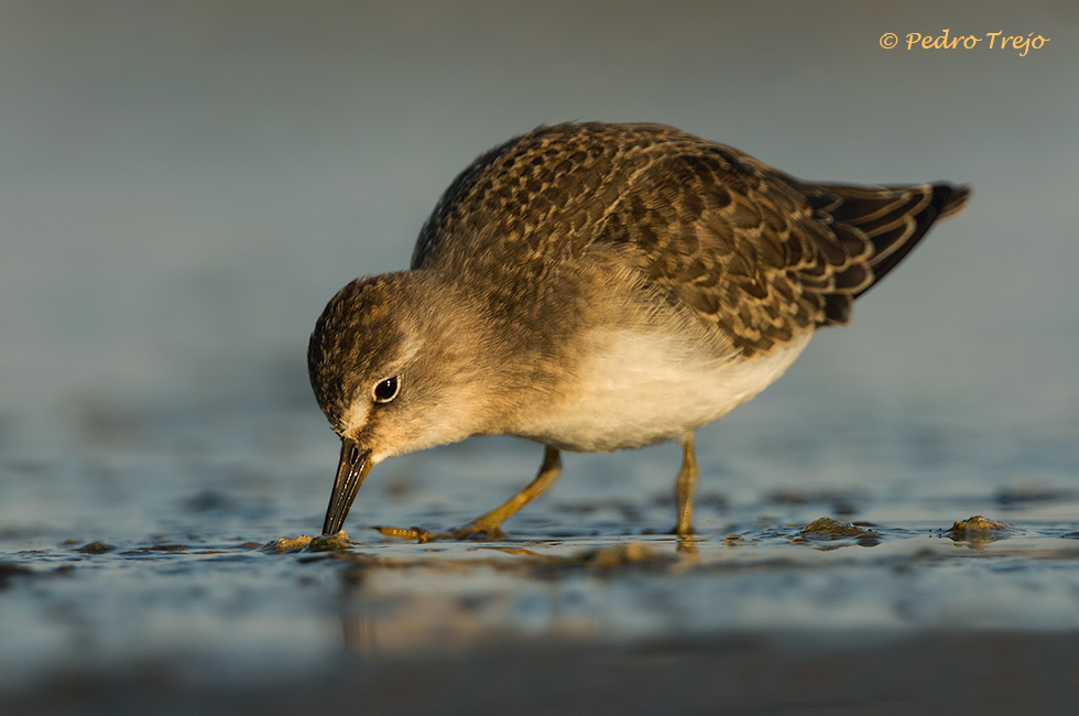 Corrrelimos de Temminck (Calidris temminckii)